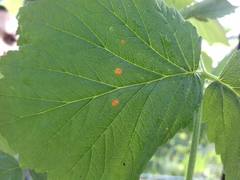 Phragmidium rubi-idaei