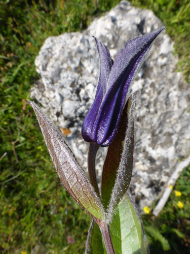 Solitary clematis (Clematis integrifolia)