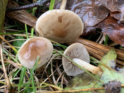 Hebeloma excedens