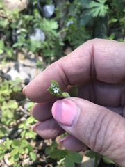 Valerianella radiata