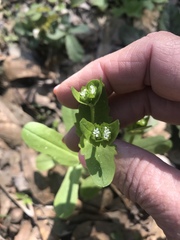 Valerianella radiata