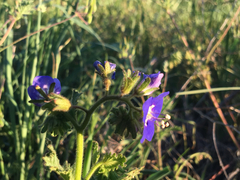 Phacelia viscida