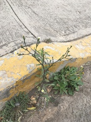 Symphyotrichum expansum