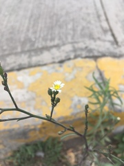 Symphyotrichum expansum