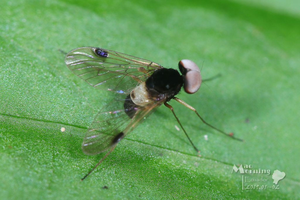Chrysopilus elegans