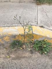 Symphyotrichum expansum