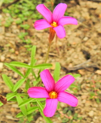 Oxalis ciliaris