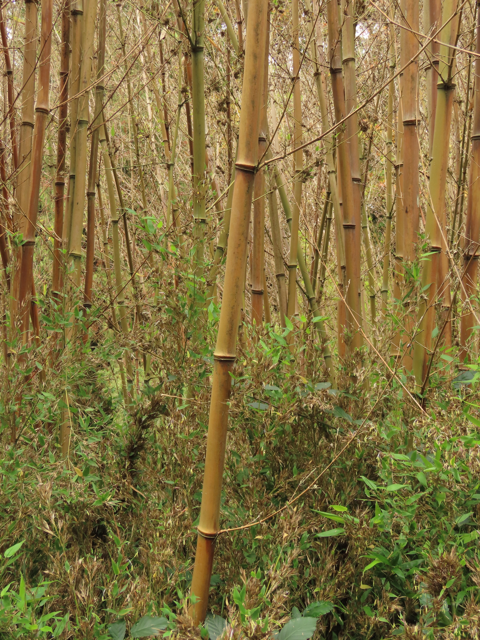 Phyllostachys nidularia