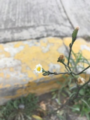 Symphyotrichum expansum