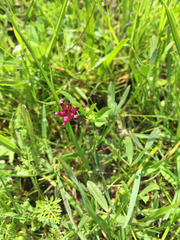 Trifolium depauperatum