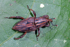 Paramasius distortus