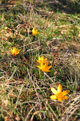 Crocus angustifolius