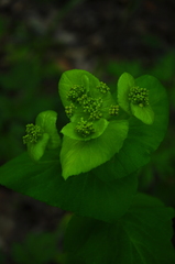 Smyrnium perfoliatum