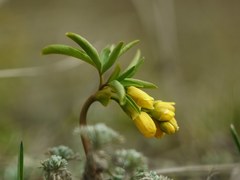 Gymnospermium odessanum