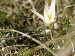 Crocus reticulatus