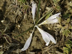 Colchicum bulbocodium