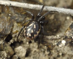 Steatoda albomaculata