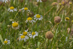 Lasiospermum bipinnatum