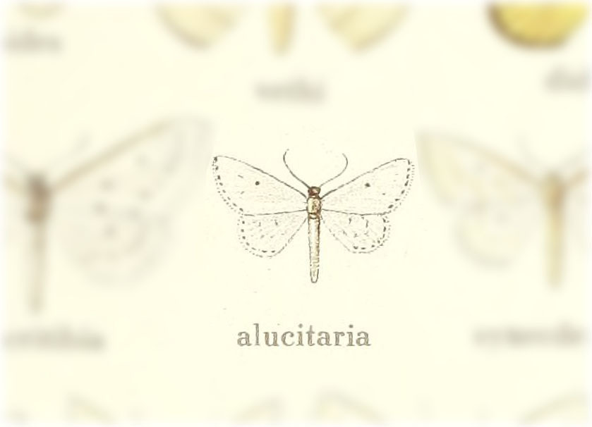 Derambila alucitaria