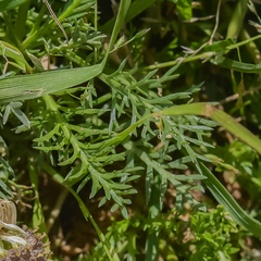 Lasiospermum bipinnatum