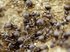 Lasius