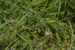 Lasiospermum bipinnatum