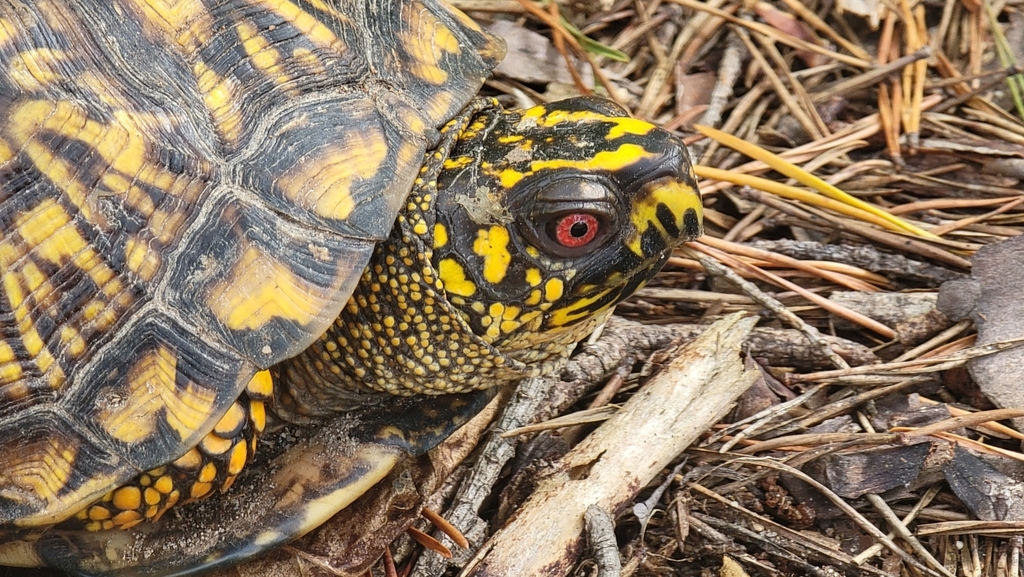 Eastern Box Turtle in October 2023 by Joey Santore. Eating a puffball ...