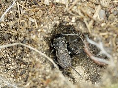 Melanogryllus desertus