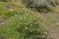 Lasiospermum bipinnatum