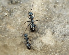 Cataglyphis aenescens