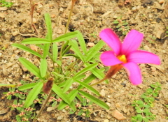 Oxalis ciliaris