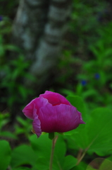 Paeonia daurica