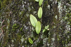 Pyrrosia lingua