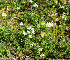 Matricaria chamomilla