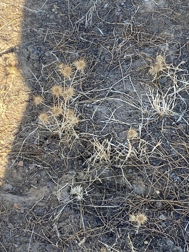 iNaturalist observation photo of flowering plants