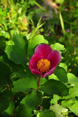 Paeonia daurica