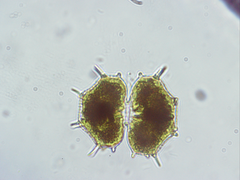 Xanthidium cristatum