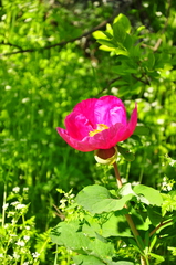 Paeonia daurica