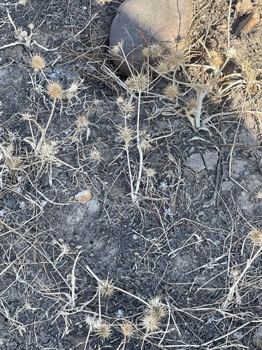 iNaturalist observation photo of Eryngos