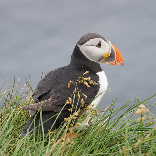 Frailecillo atlántico (Fratercula arctica)