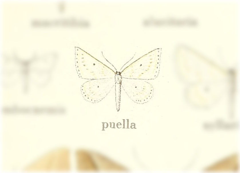Derambila puella