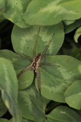 Pisaura mirabilis