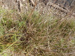 Juncus nodatus