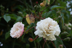 Rosa banksiae