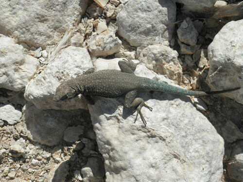 San Pedro Side-blotched Lizard, Uta palmeri