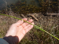 Juncus nodatus