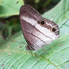Euptychoides laccine