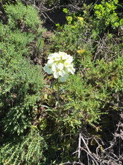 Erysimum franciscanum