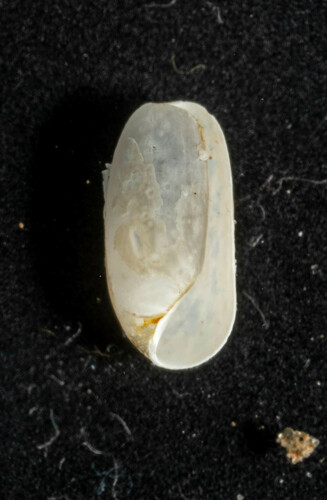 Cylichna alba, 2023-10-20