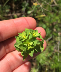 Euphorbia spathulata